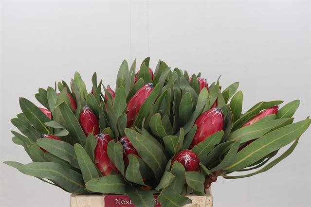 <h4>PROTEA SHEILA</h4>