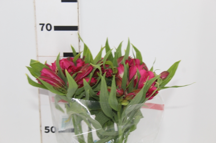 <h4>ALSTROEMERIA NAVARRO 070 CM</h4>