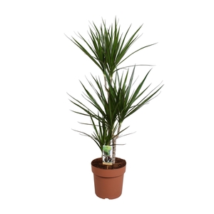 Dracaena Marginata 60-30-15 (p24)