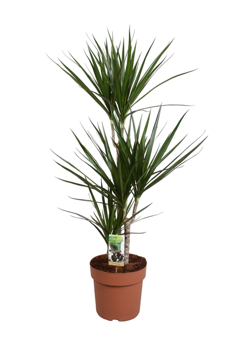 <h4>Dracaena Marginata 60-30-15 (p24)</h4>