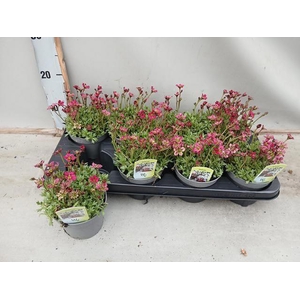 SAXIF AR TOUR DP RED