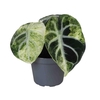 Alocasia   ...