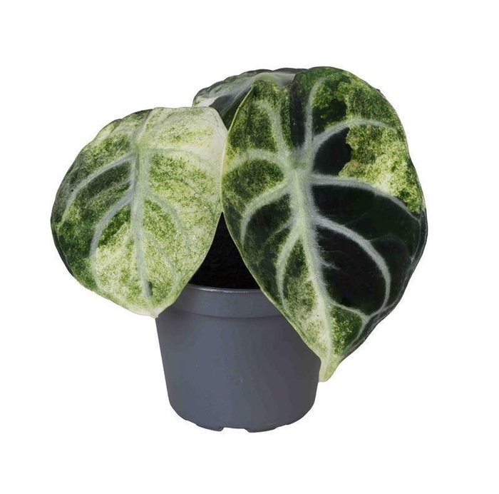 Alocasia   ...