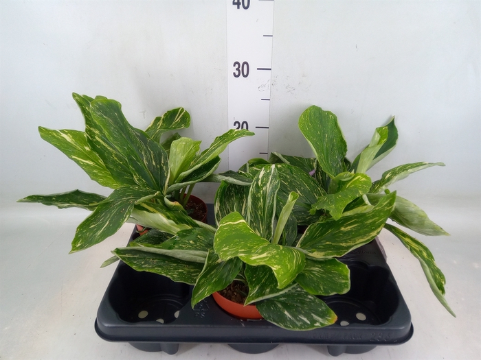 <h4>Planten Groen   ...H%</h4>