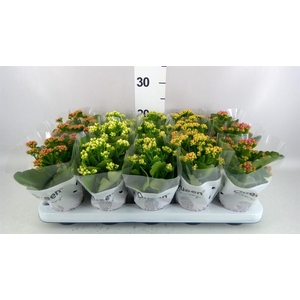 Kalanchoe blos.   ..rosebud mix  5
