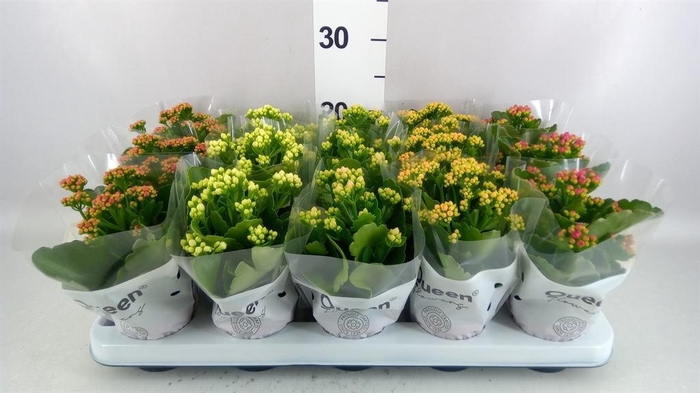 <h4>Kalanchoe blos.   ..rosebud mix  5</h4>