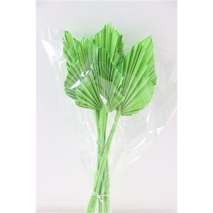 Dried Palm Spear 10pc Apple Green Bunch