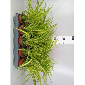 Chlorophytum com. 'Variegatum'