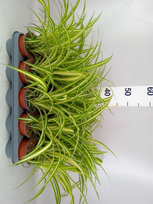 <h4>Chlorophytum com. 'Variegatum'</h4>