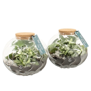 21770: Father's day terrarium