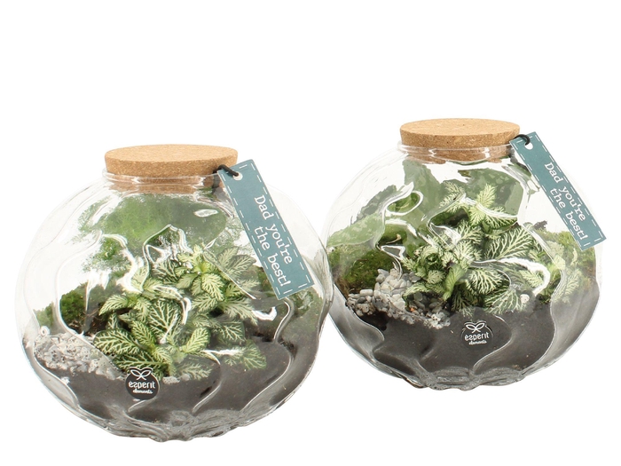 <h4>21770: Father's day terrarium</h4>