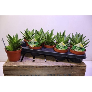 arr8 Aloe Perfoliata