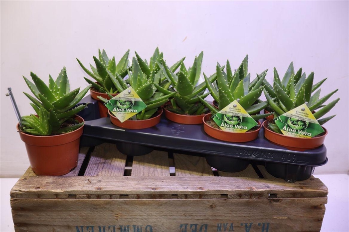 <h4>arr8 Aloe Perfoliata</h4>