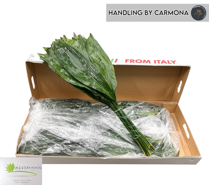 <h4>ASPID ELATIOR</h4>