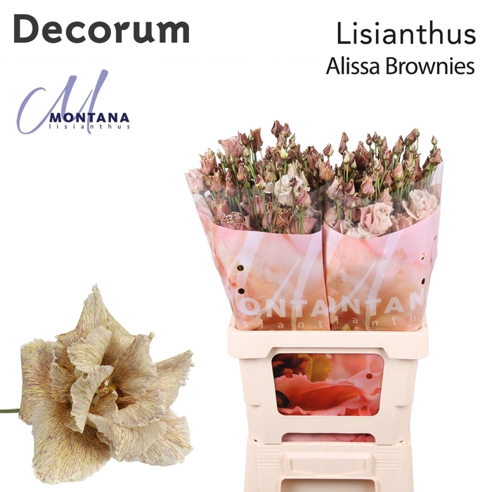 <h4>Lisianthus Dye Alissa brownies</h4>