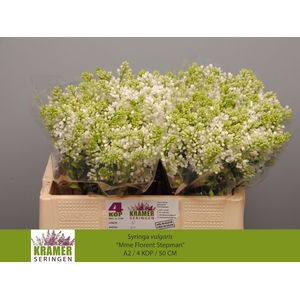 SYR V MME FL STEPMAN