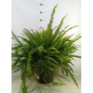 Nephrolepis exal. 'Green Lady'