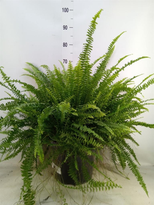 <h4>Nephrolepis exal. 'Green Lady'</h4>