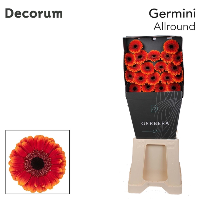 <h4>Germini Allround Diamond</h4>