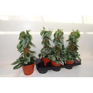 SCIND PICT SILVE ANN