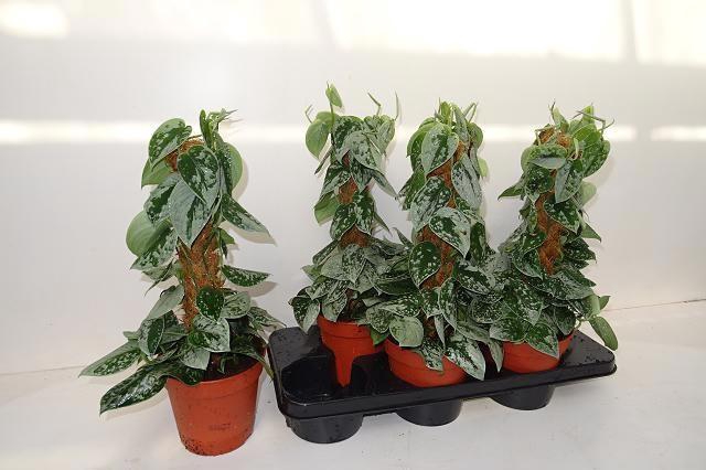 <h4>SCIND PICT SILVE ANN</h4>