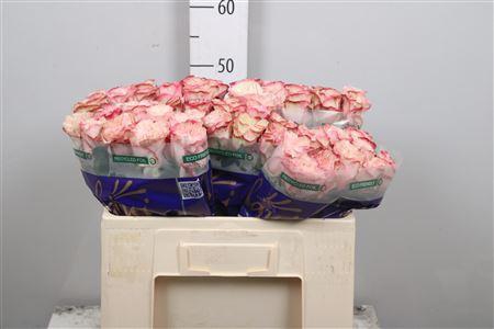<h4>R Gr Country Candy</h4>