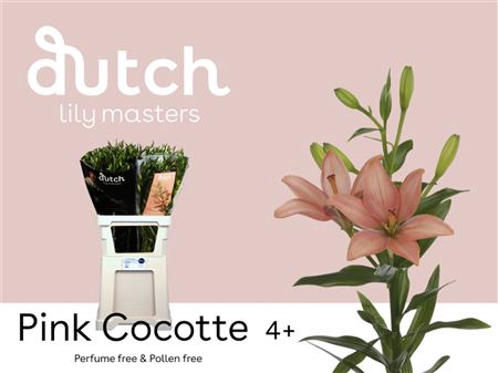 <h4>Li Az Pink Cocotte</h4>