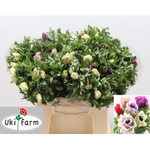 ANEM CO GALIL PASTEL