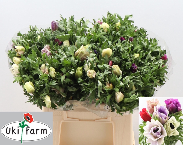 <h4>ANEM CO GALIL PASTEL</h4>