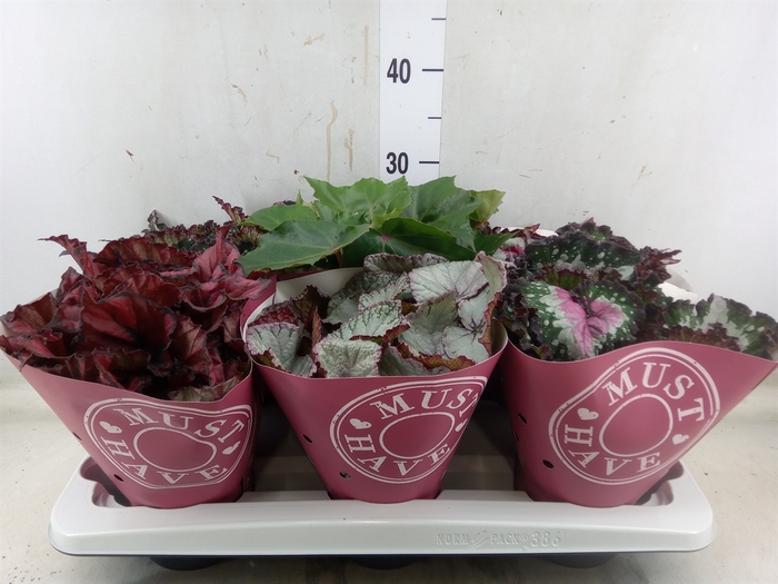 <h4>Begonia BD 'Beleaf'   ...mix</h4>