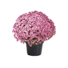 CRISANTEMO BOLA BELGA P20 ROSA