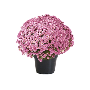 CRISANTEMO BOLA BELGA P20 ROSA