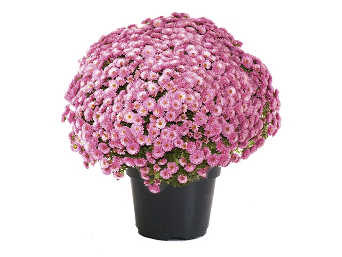 CRISANTEMO BOLA BELGA P20 ROSA