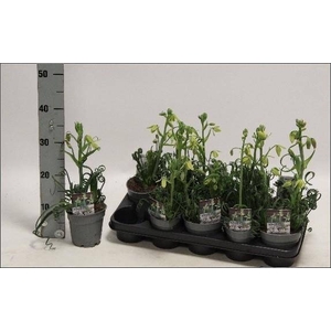 ALBUCA  FRIZ SIZZLE
