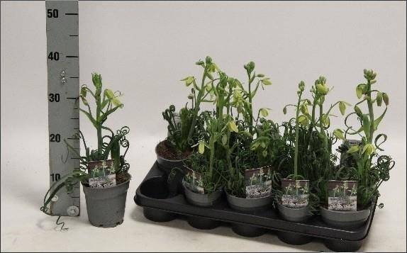 <h4>ALBUCA  FRIZ SIZZLE</h4>