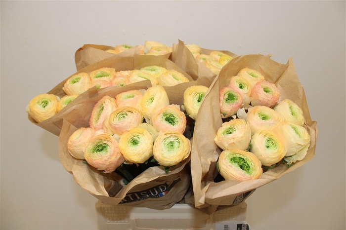 <h4>Ran Cloni Ex Pastello Succes</h4>