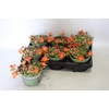 Portulaca Orange