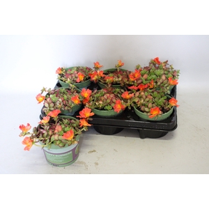 Portulaca Orange