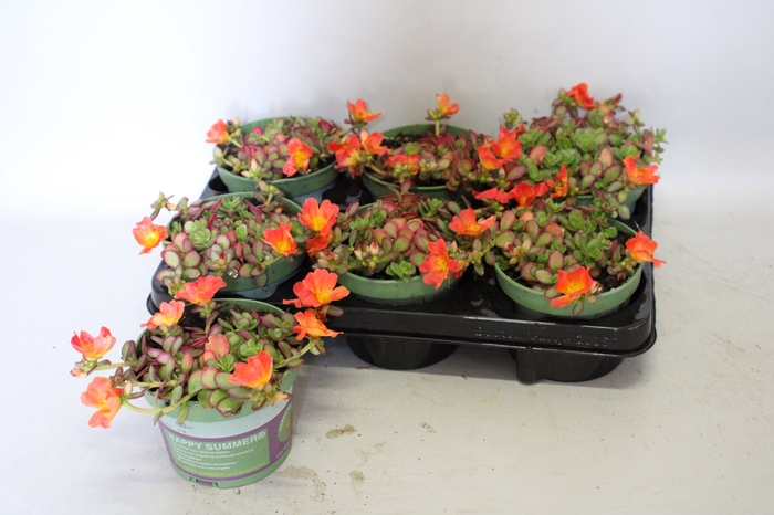 Portulaca Orange