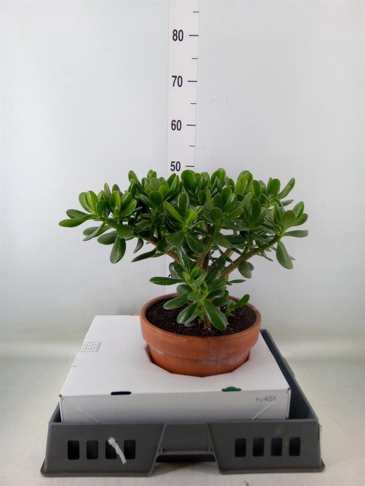 <h4>Crassula ovata</h4>