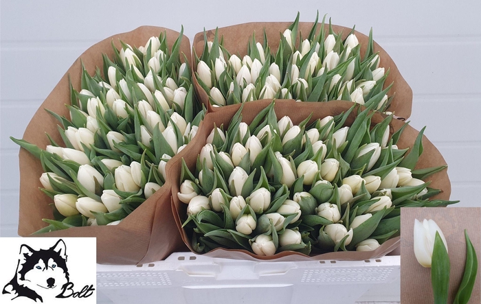 <h4>TU EN WHITE PRINCE</h4>