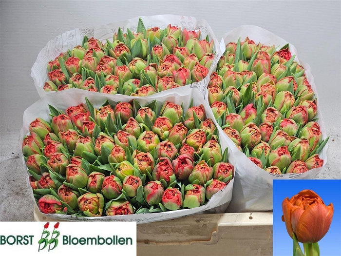 <h4>Tu Du Geneva</h4>