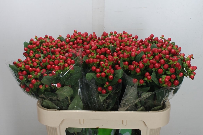 <h4>Hyp Tomato Flair 70cm</h4>