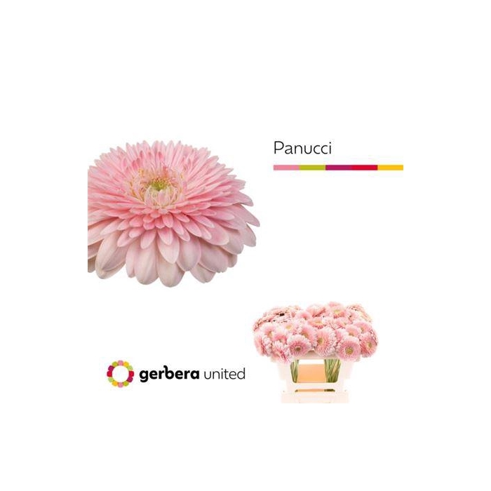 <h4>Ge Mi Pom Panucci</h4>