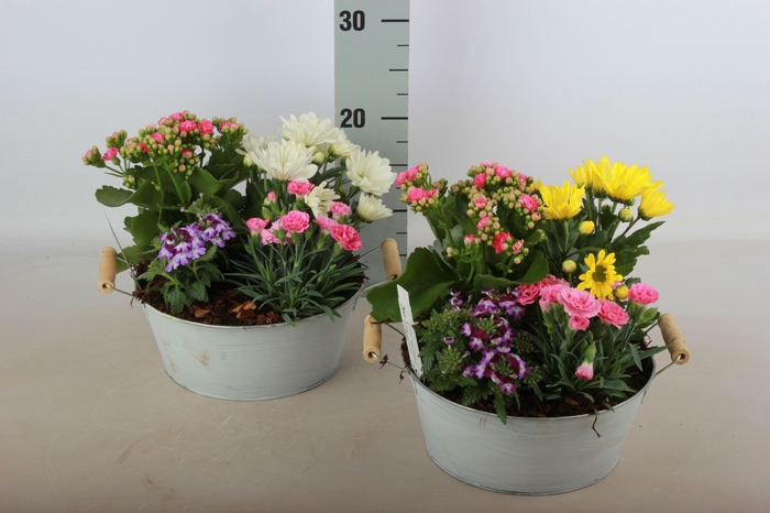 <h4>ARR TUINPLANTEN</h4>