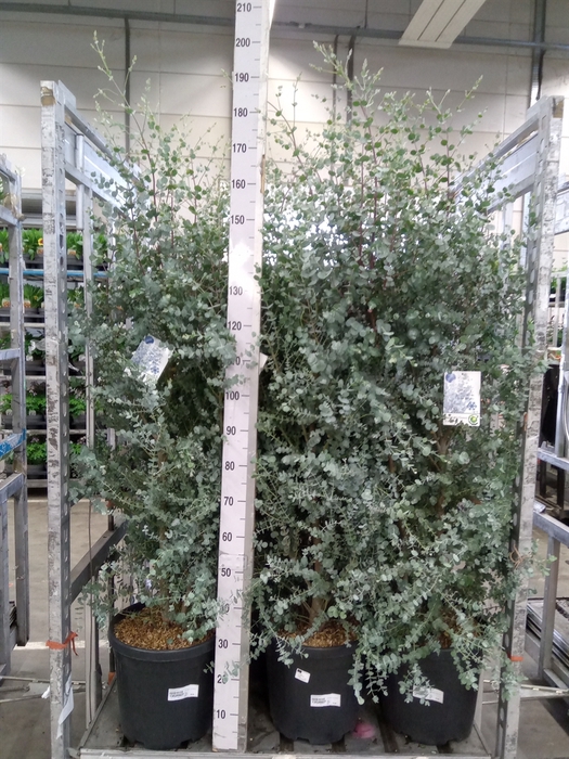 <h4>Eucalyptus gunnii</h4>