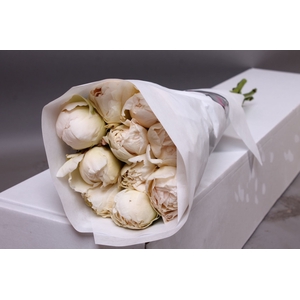 Paeonia Puffed Cotton | Heavy Quality
