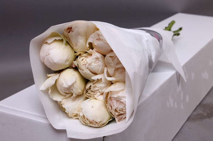 <h4>Paeonia Puffed Cotton | Heavy Quality</h4>