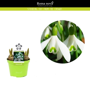 Galanthus Elwesii 9cm