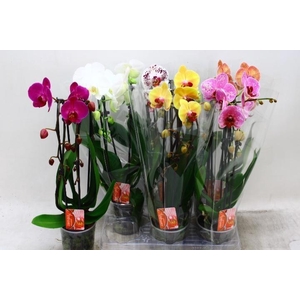 PHAL EL CASCADE